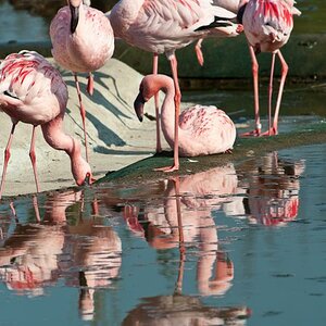 Zoo Gelsenkirchen
Flamingo