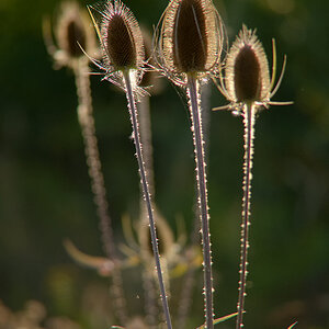 240900wildekardeweberdistel
