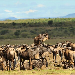 aacomp Kenia 20111017 16518