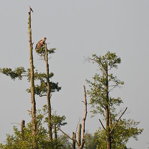 Seeadler 2013.08.22