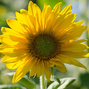 Sonnenblume