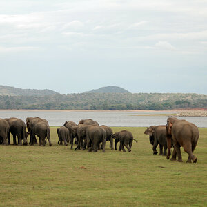 Elephants