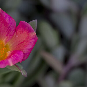 blume kleiner
