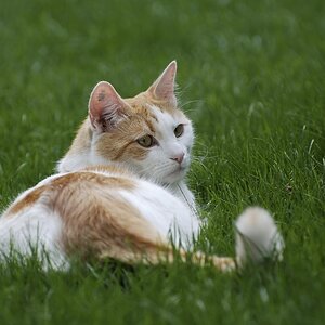 DSC 0090