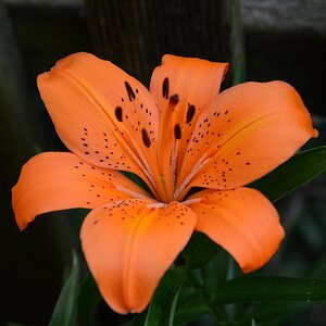 DSC 3716