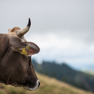 DSC 7919kws