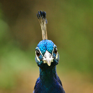 Pfau
