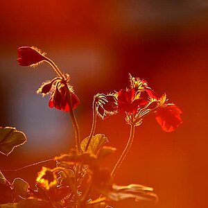 Blüten im Gegenlicht