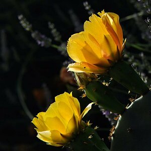 DSC6791 Feigenkaktusblüte