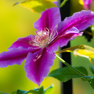 Clematis Dr. Ruppel