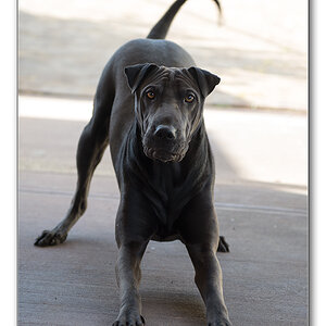 hund