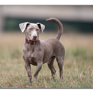 komischer hund