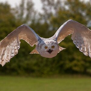 Die Eule wurde bei einer Flugschau in der Burg Kreuzenstein 
aufgenommen!