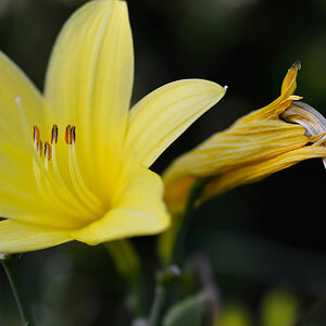 Aus dem Garten