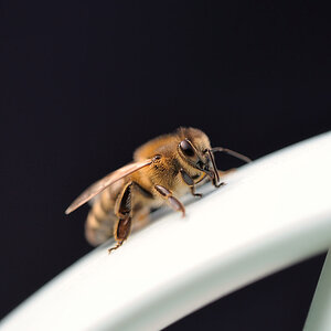 Bienchen sucht Blümchen(kaffee)