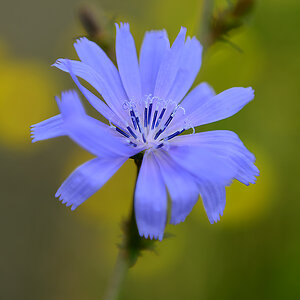 DSC 3008BlumeAckerblau