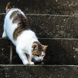 katze DSC 3620