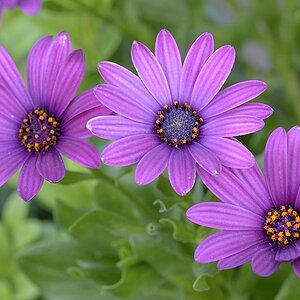 Blume