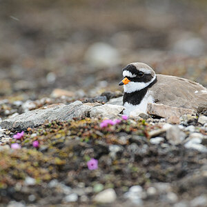 Spitzbergen 2013 SPE 06 0632 NFF