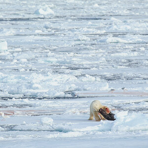 Spitzbergen 2013 SPE 06 1588 NFF