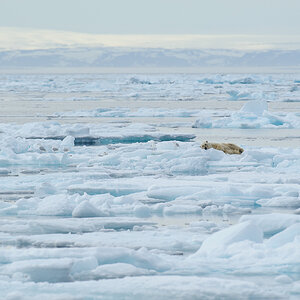 Spitzbergen 2013 SPE 06 2330 NFF