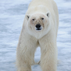 Spitzbergen 2013 SPE 06 3036 NFF