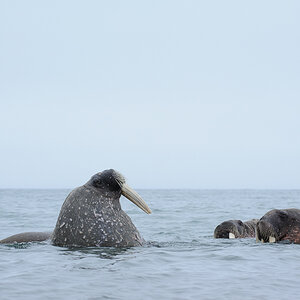 Spitzbergen 2013 SPE 06 3809 NFF