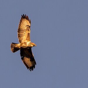 Bussard I (1 von 1)