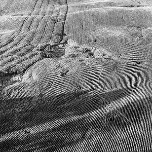 Feld