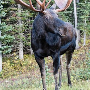 moose 01