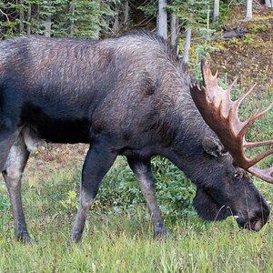 moose 02