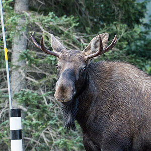 moose 03