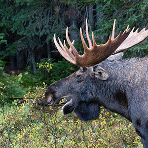 moose 04