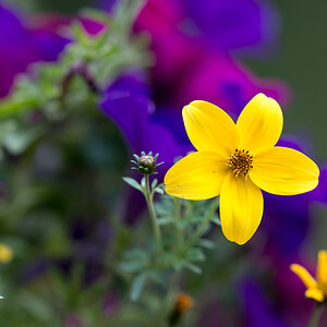 Blüte 1