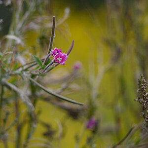 174900herbst