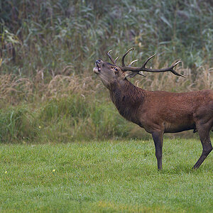 Hirsch3432nff