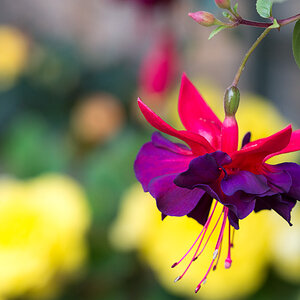 Fuchsie 1