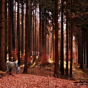 herbstlicher