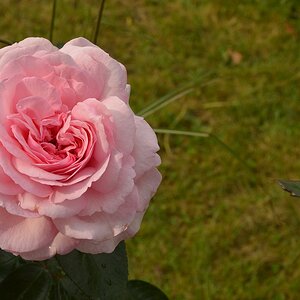 british days Krefeld Linn 07 09 13
Rose