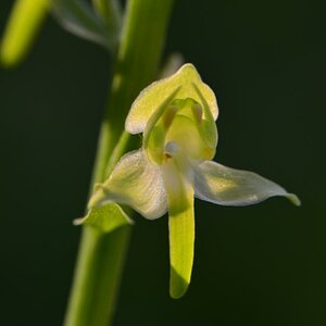 Die Grünliche Waldhyazinthe (Platanthera chlorantha).

für mich immer eine Herausforderung, da ich mich mit Blüten in der Farbe weiß oder grün immer P