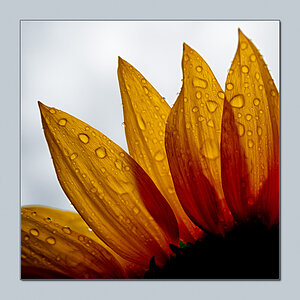 Sonnenblume