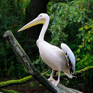 RostZoo2013MOL 4148 14956