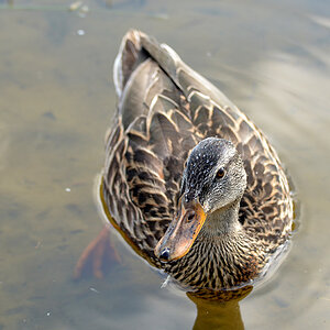 DSC 9076 khg
