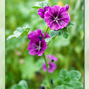 Blume1