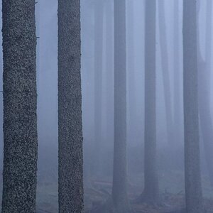 Nebelwald