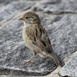 Spatz 1 Locarno 2013