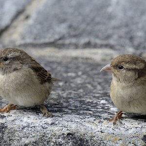 Spatz 2 Locarno 2013