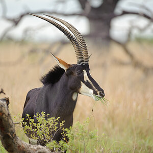 Botswana 2011 SPE 1880 NFF