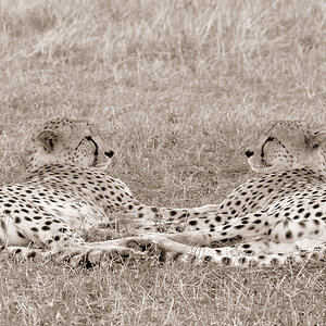 serengeti 09.10.2006 14 37