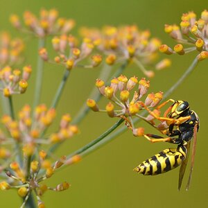 sächsische Wespe